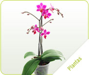 plantas
